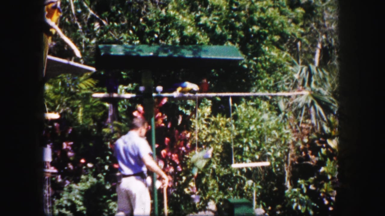 In 1960 Tampa home-movie footage, a man stands in a sunlit tropical garden beside parrots perched on a wooden structure.