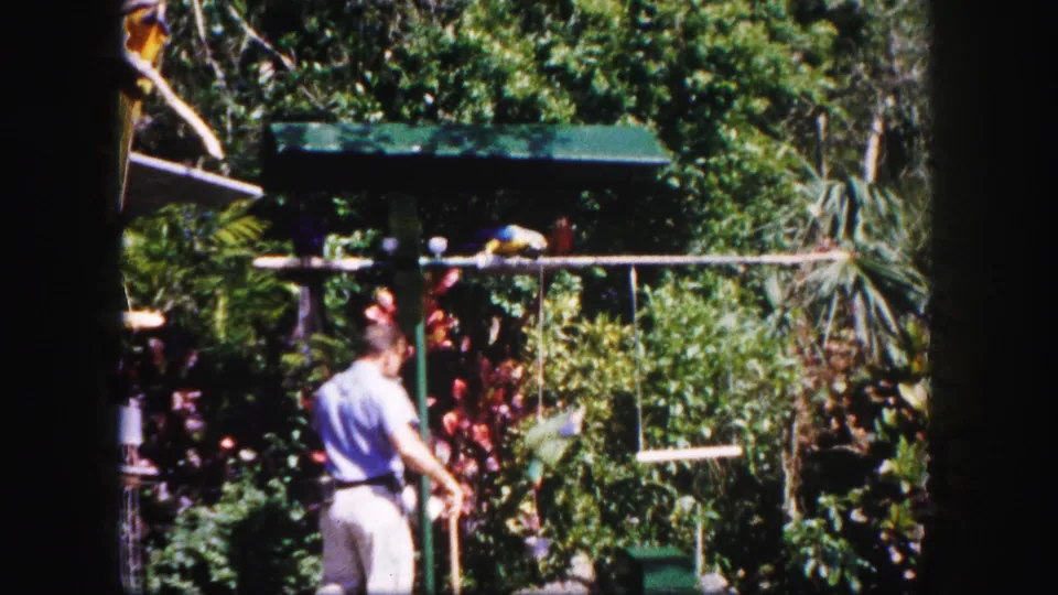 In 1960 Tampa home-movie footage, a man stands in a sunlit tropical garden beside parrots perched on a wooden structure.