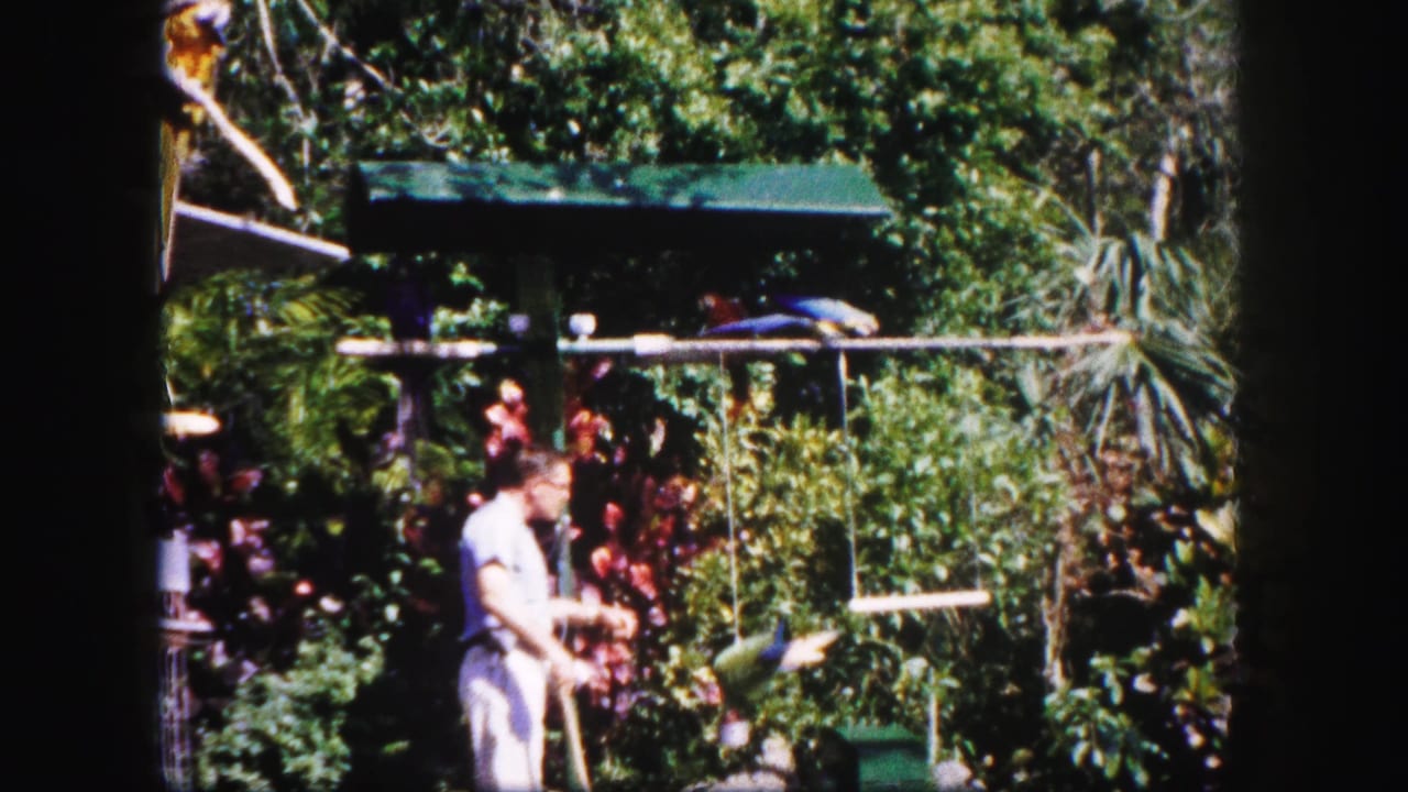 The man stands near the perch as several parrots remain visible against bright Tampa garden greenery and red ornamental plants.