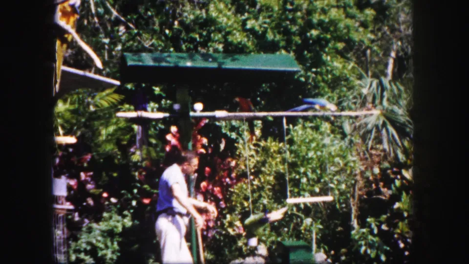 In the garden scene, the man leans toward the perch while a blue-and-yellow macaw and other parrots are visible among tropical plants.