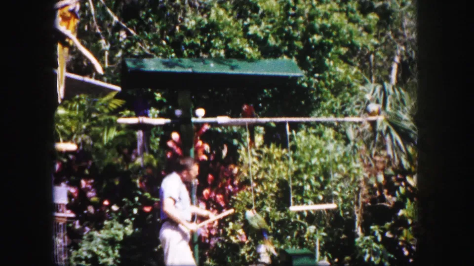 In 1960 Tampa, a man in light clothing stands among parrots, perches, and dense garden foliage at an outdoor aviary or zoo setting.