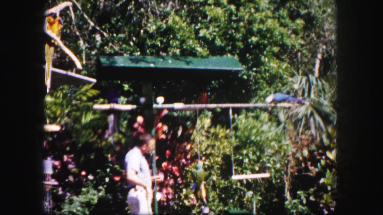Handler stands beside tropical plants while parrots perch on a bar and swing nearby.