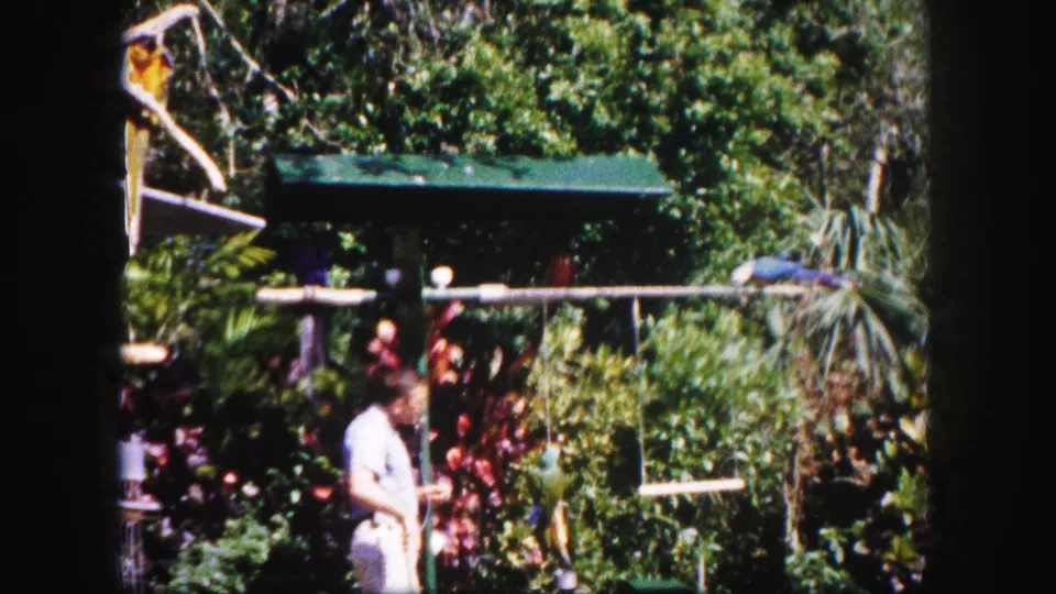 The handler remains near a garden bird setup in 1960 Tampa, with parrots visible on a horizontal perch and swing among thick foliage.