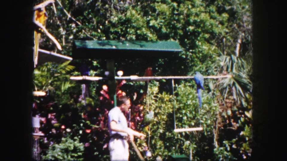A 1960 Tampa home-movie frame shows the handler holding a stick near parrots, with a blue bird and garden perches visible in the aviary setting.