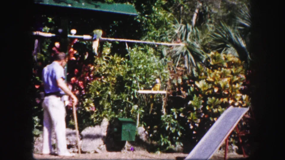 At the end of the 1960 Tampa clip, the handler stands with his back partly turned as parrots perch near foliage, a green box, and a slanted platform.
