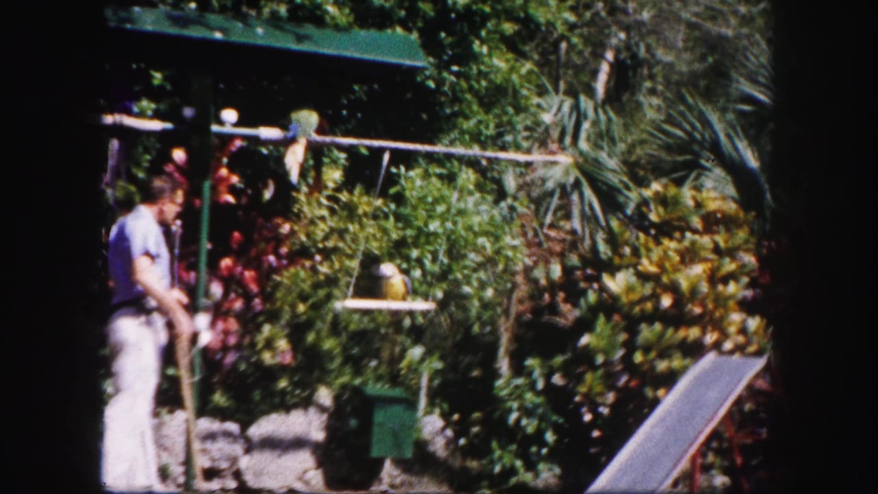 1960 Tampa home-movie frame showing a man in light clothes watching a parrot on a hanging garden perch.