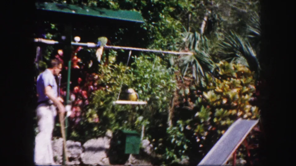 1960 Tampa home-movie frame showing a man in light clothes watching a parrot on a hanging garden perch.