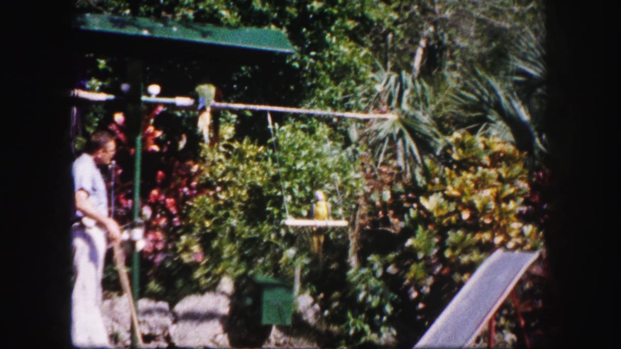1960 Tampa garden scene with a man near the frame edge and a parrot perched on a small hanging platform.
