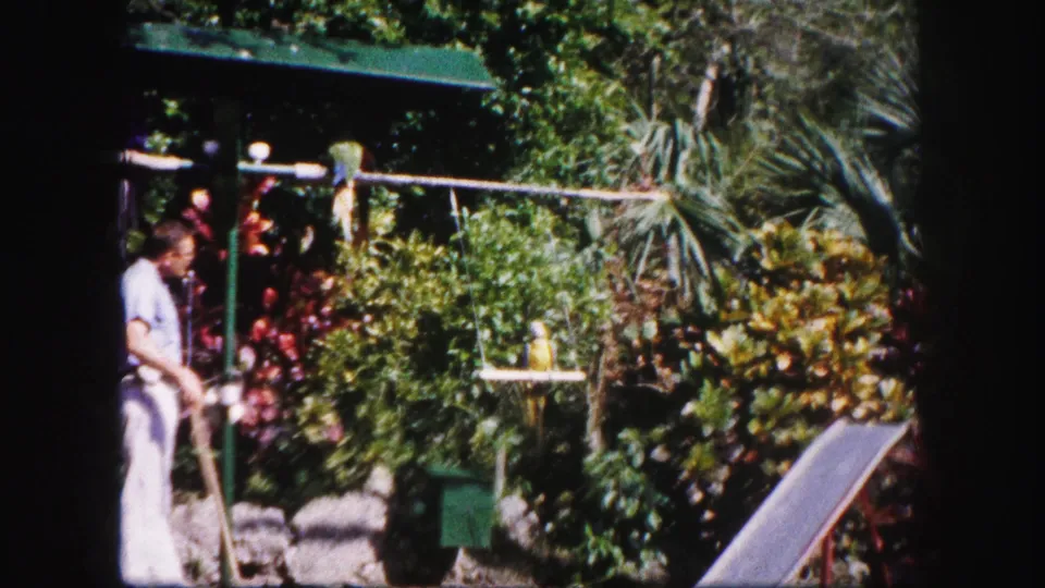 1960 Tampa garden scene with a man near the frame edge and a parrot perched on a small hanging platform.