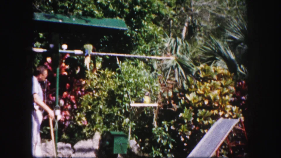 Home-movie frame from 1960 Tampa showing a parrot on a hanging feeder amid bright tropical garden plants.