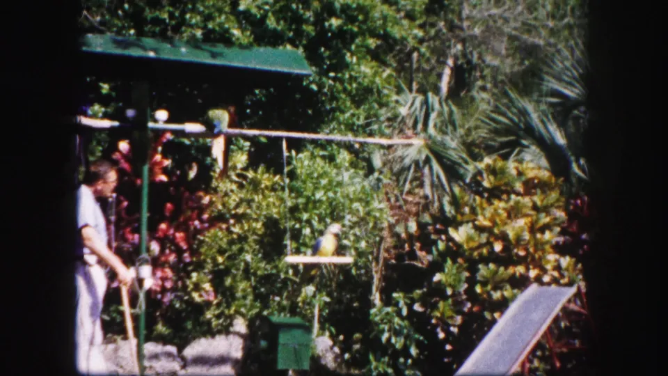1960 Tampa home-movie frame of a man watching a parrot on a feeder in a sunlit tropical garden.