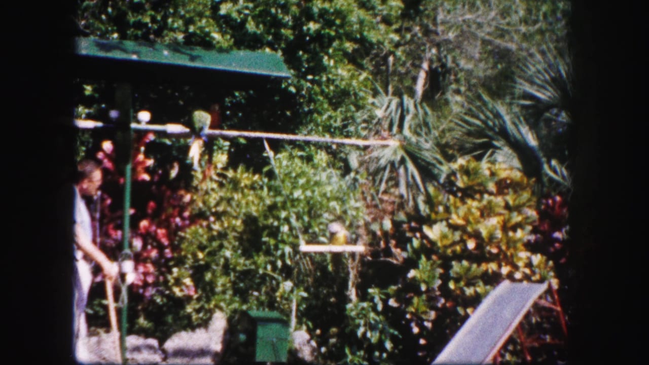 Parrots perch on garden rails while a man stands partly at the left edge.
