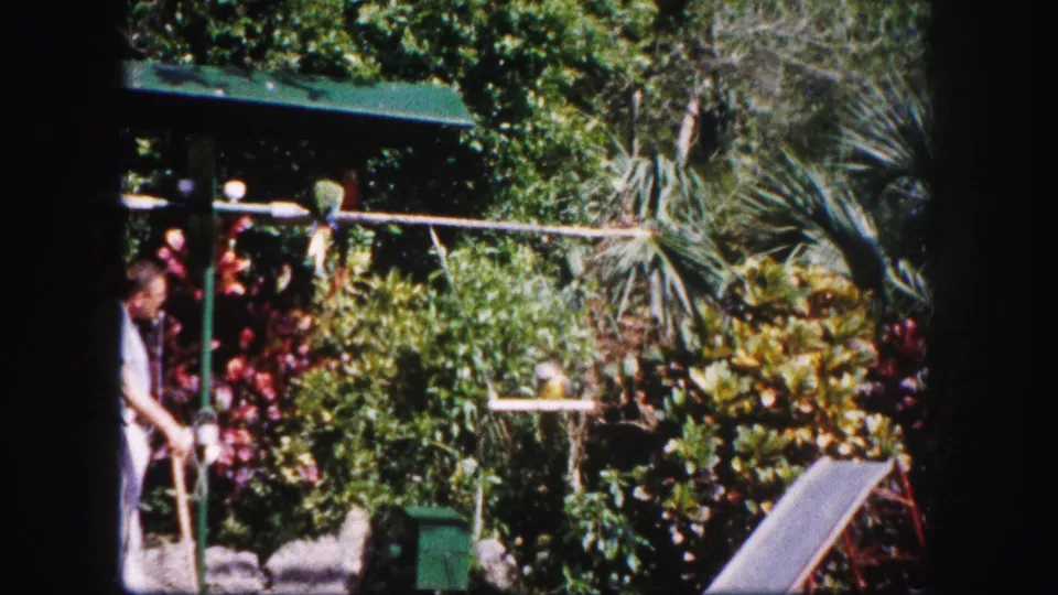 1960 Tampa frame with parrots on simple wooden perches amid thick garden foliage as a man watches from the side.