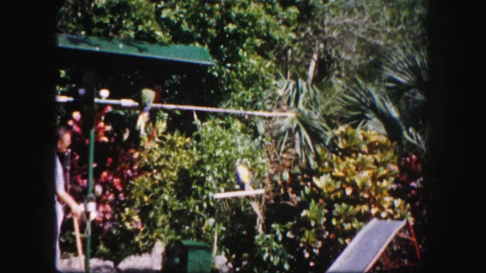 1960 Tampa home-movie frame showing a man beside garden perches as a parrot appears near the lower rail.