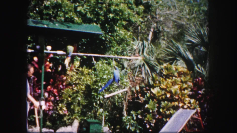 1960 Tampa frame showing a blue macaw in motion between wooden perches while a man stands nearby in the tropical garden.