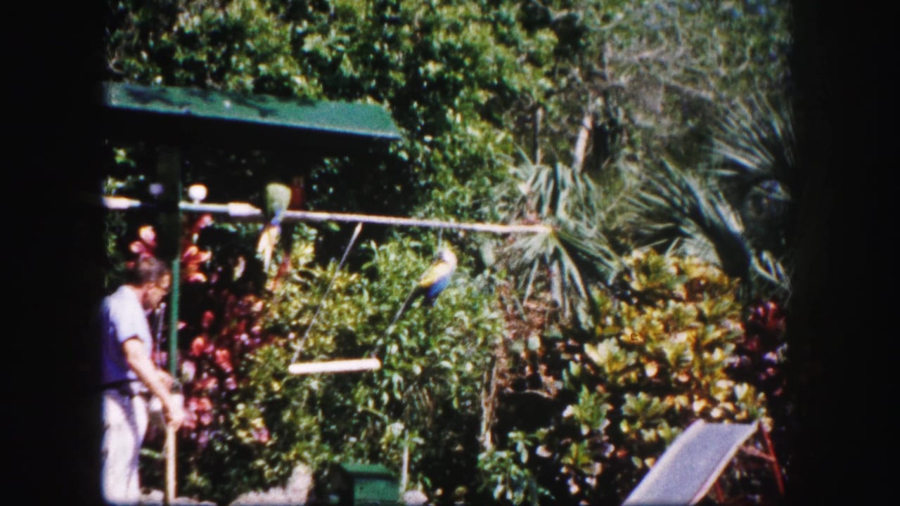 1960 Tampa 8mm frame showing a man by an outdoor garden railing with colorful parrots and palms behind him.