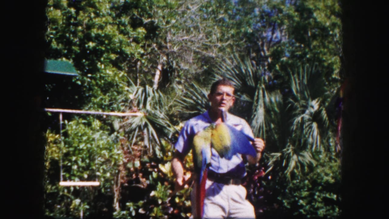 1960 Tampa home-movie view of a colorful bird displaying yellow and blue wings while an adult guide stands in foliage behind it.