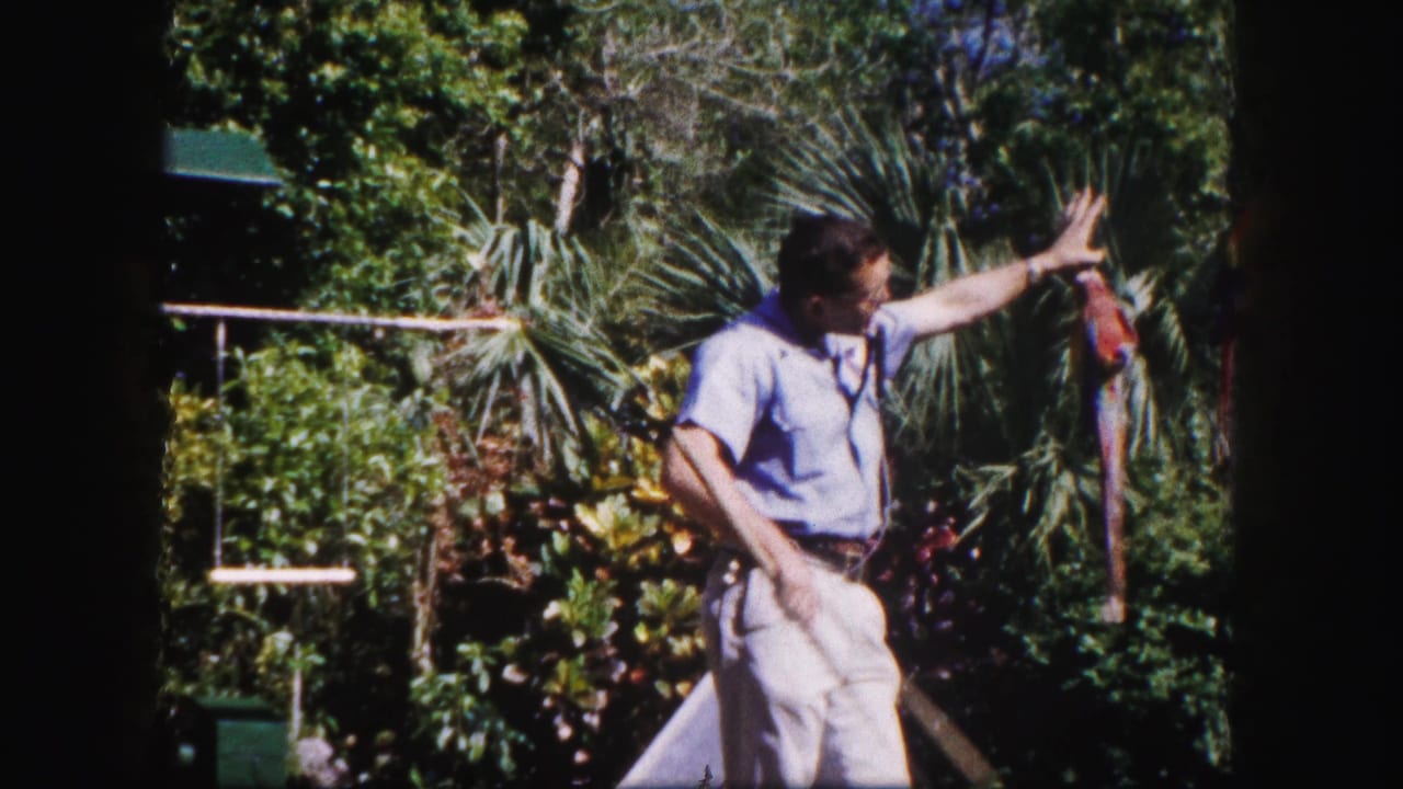 Circa-1960 Tampa frame showing the man extending a hand toward the macaw amid palms and garden rails.