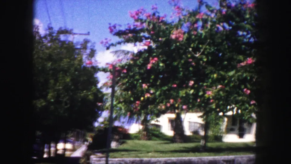 1960 Tampa residential view with a flowering tree, palm fronds, green lawn, white house, and low concrete wall near the road.