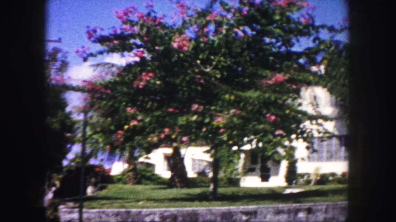 1960 Tampa home-movie frame showing a white stucco residential exterior, pink-flowering trees, grass, and a low roadside wall.