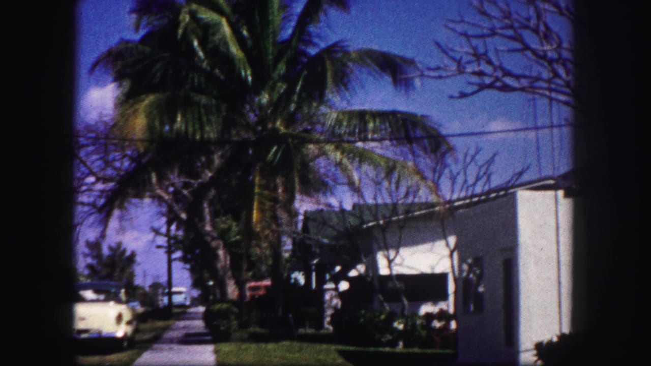 Tampa residential street scene with palm tree, white building edge, sidewalk, lawn, shrubs, and parked cars.