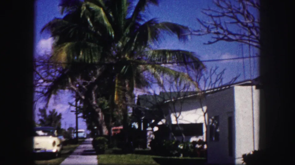 Tampa residential street scene with palm tree, white building edge, sidewalk, lawn, shrubs, and parked cars.