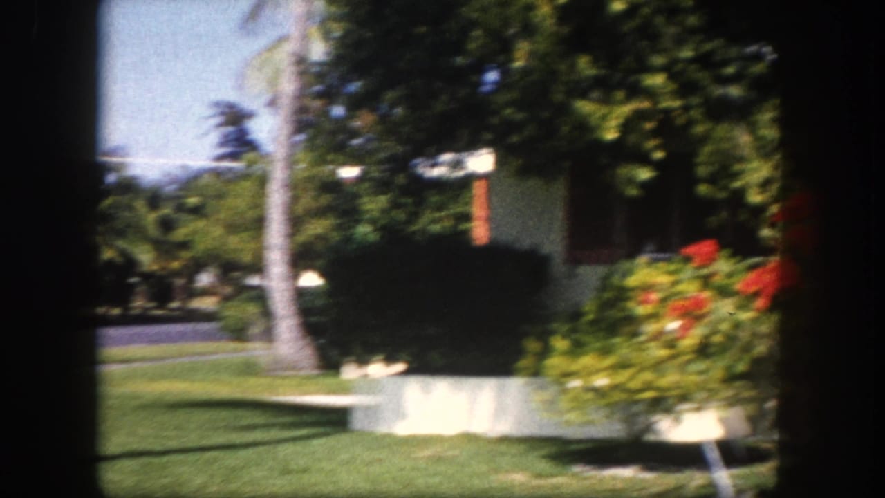 Wide shot of a suburban Florida garden circa 1960, featuring a palm tree, vibrant red flowering shrubs, a manicured lawn, and a glimpse of a residential street.