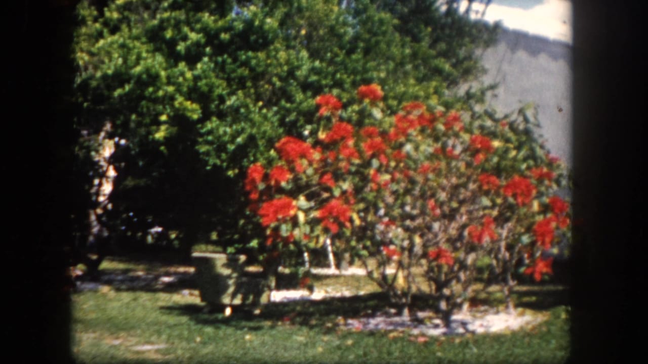 Large red flowering shrub filling much of the frame, with green lawn and a white house exterior visible at right.