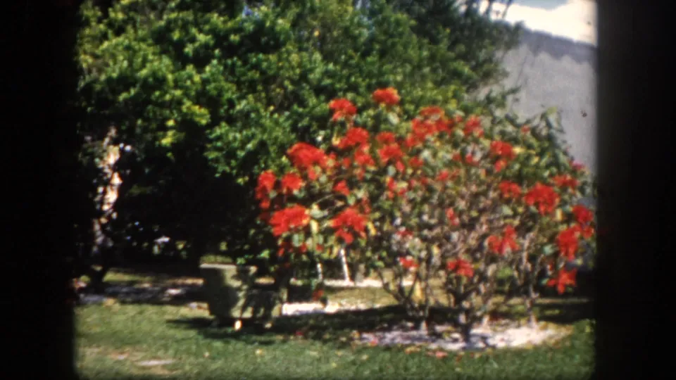 A large red-blooming ornamental shrub dominates the frame in a well-kept Florida suburban garden, circa 1960, with a white house exterior visible at right.