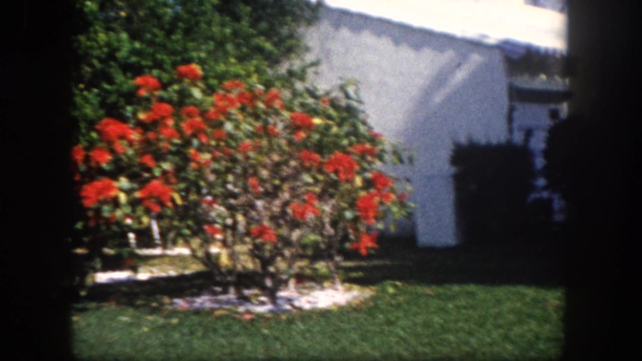Red-blooming ornamental shrub photographed against a white stucco wall in a suburban Florida garden, circa 1960, with shadows of branches across the surface.