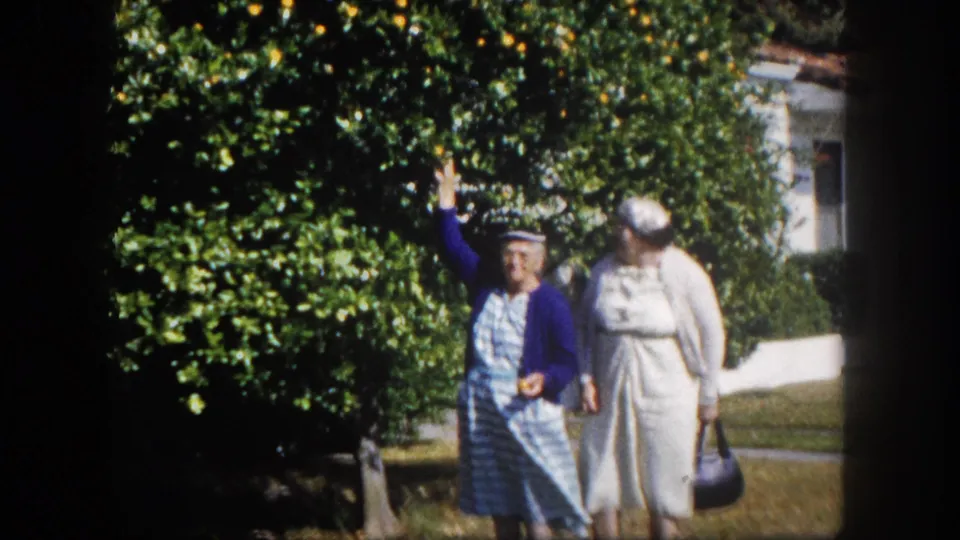 Two adult women in 1960s dress stand before a heavily loaded orange tree in Tampa, Florida; one gestures upward toward the fruit.
