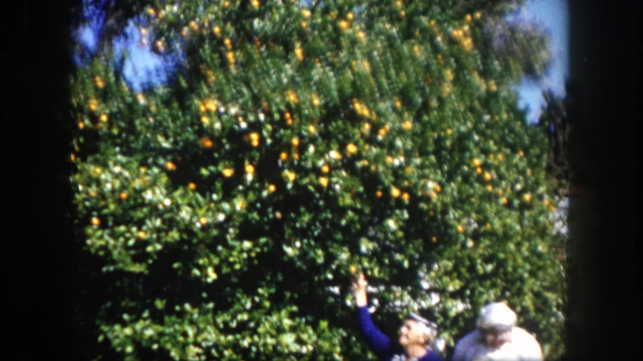 Wider view of two adult women beneath a large orange tree in a sunny residential garden, consistent with Tampa, Florida, c. 1960.