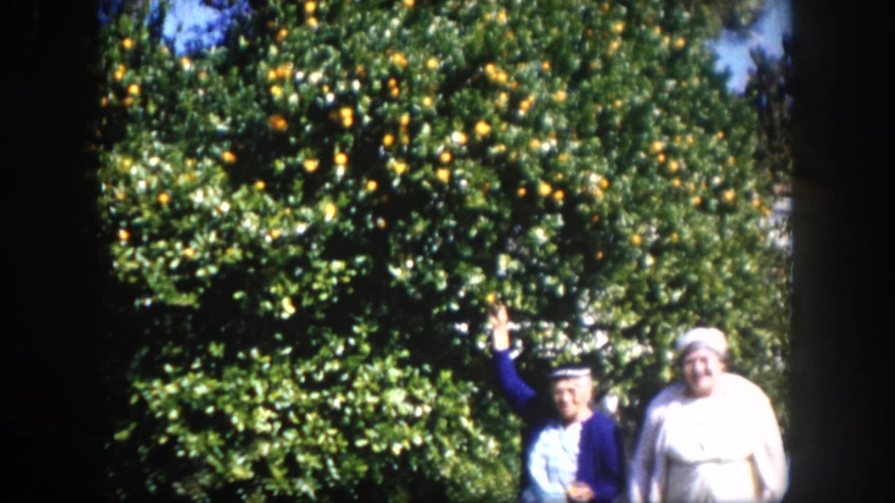 Two adult women in mid-century dress stand beneath a heavily fruited orange tree in bright sunshine, consistent with Tampa, Florida, c. 1960.