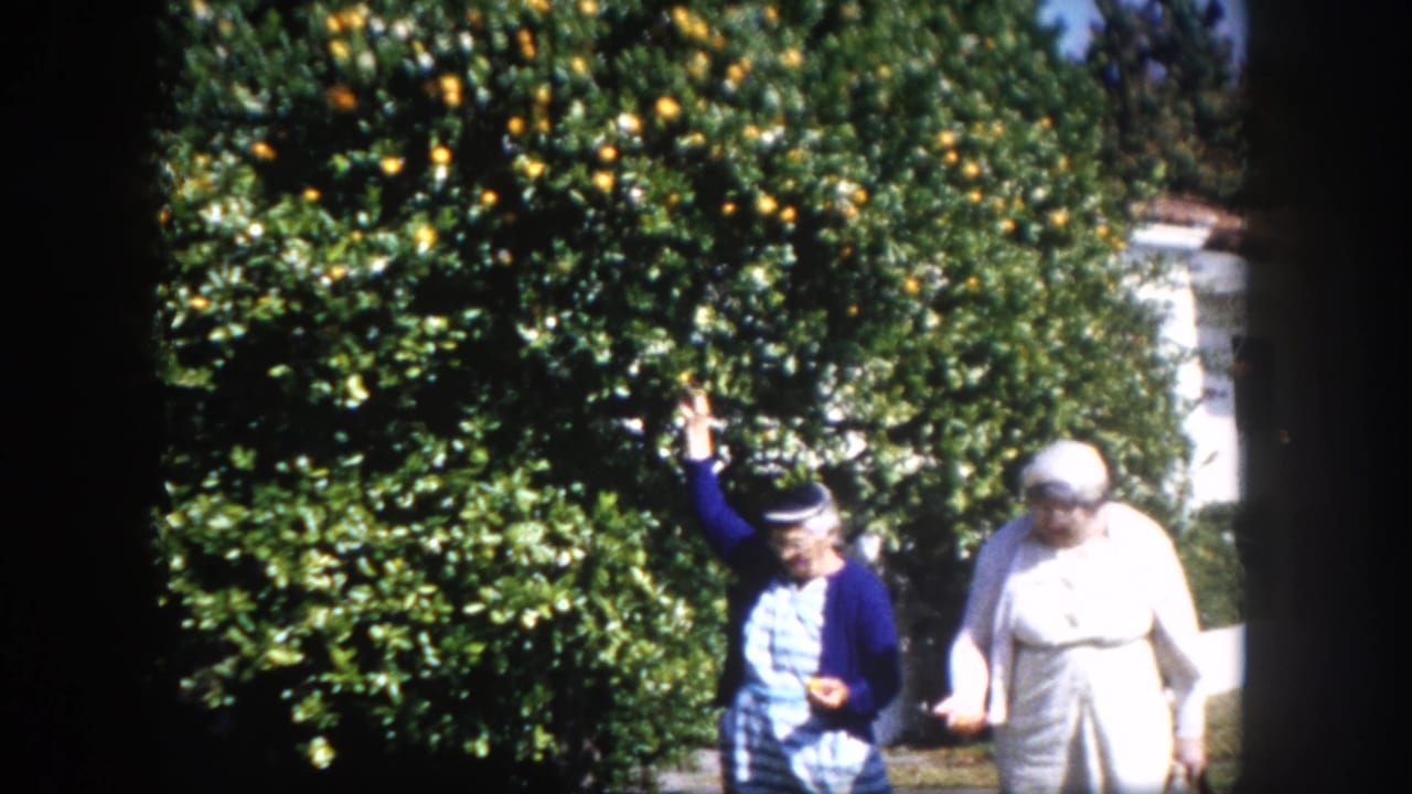 Two elderly women in a suburban Tampa, Florida garden circa 1960; one in a blue cardigan and striped dress reaches up toward an orange-laden citrus tree.