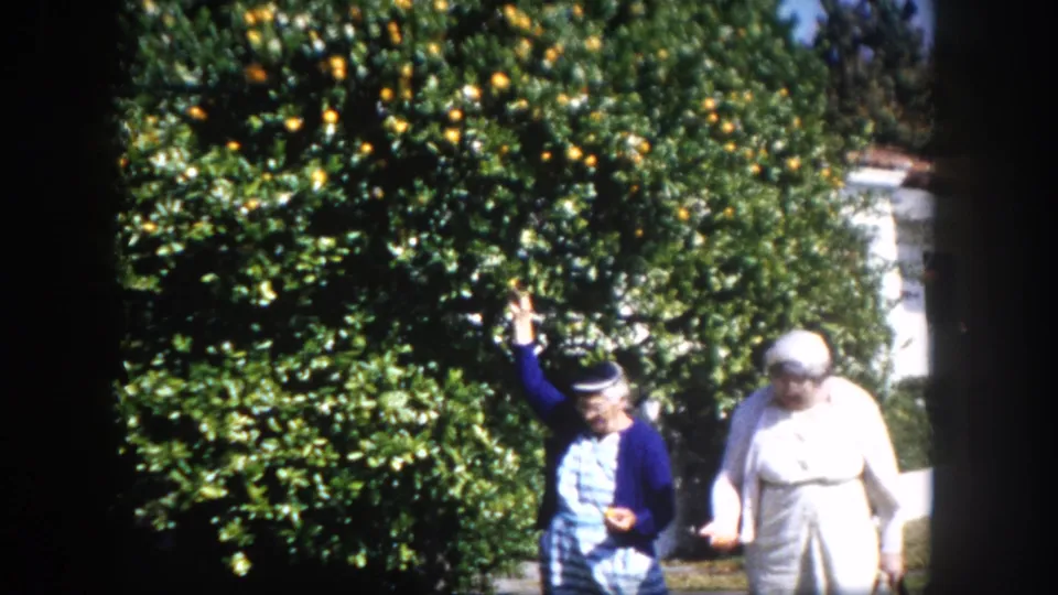 Two elderly women in a suburban Tampa, Florida garden circa 1960; one in a blue cardigan and striped dress reaches up toward an orange-laden citrus tree.