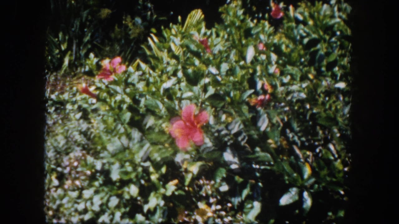 Red hibiscus bloom amid lush tropical garden foliage, filmed on 8mm in what appears to be a Florida suburban garden circa 1960.