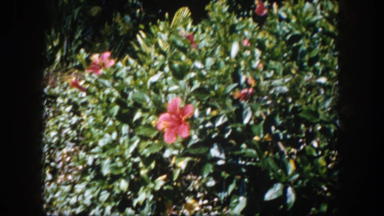Red hibiscus and dense tropical garden plants on 8mm film, likely a Florida suburban garden circa 1960; a near-duplicate of the preceding frame.