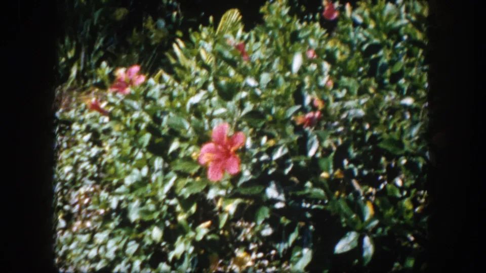 Red hibiscus and dense tropical garden plants on 8mm film, likely a Florida suburban garden circa 1960; a near-duplicate of the preceding frame.