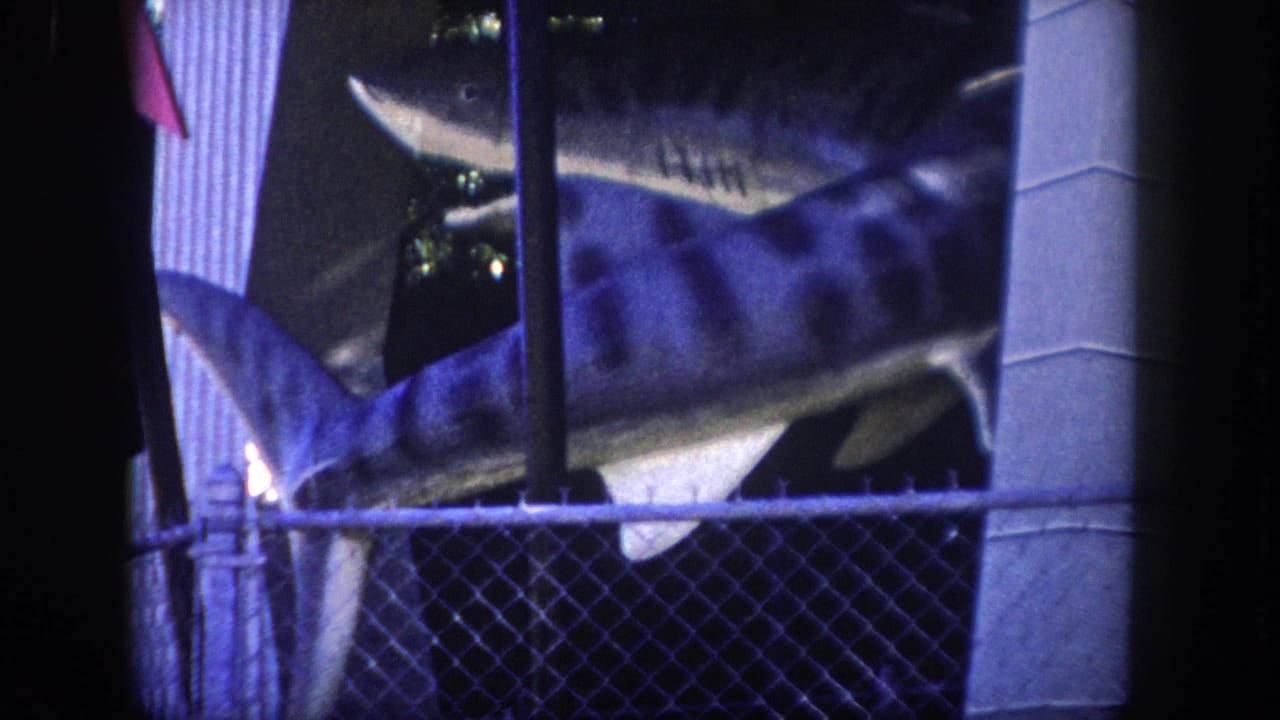 Two painted shark models with spotted markings behind chain-link fence, concrete column at center, pink pennant flags upper right, corrugated building facade in background.