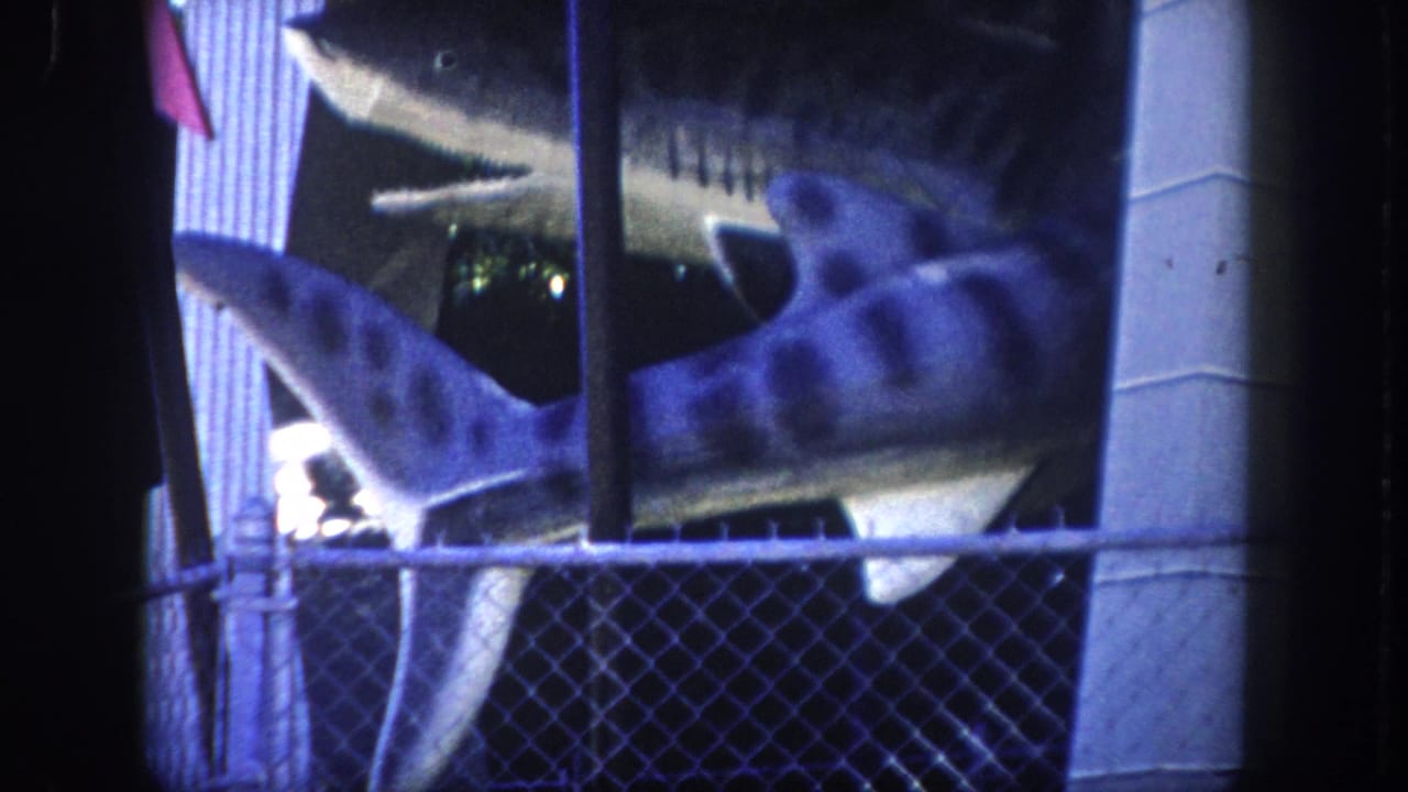 Close-up of two shark display models behind chain-link fence at a tourist attraction, Tampa, Florida, circa 1960; pennant flags, concrete structure, and building facade in background.