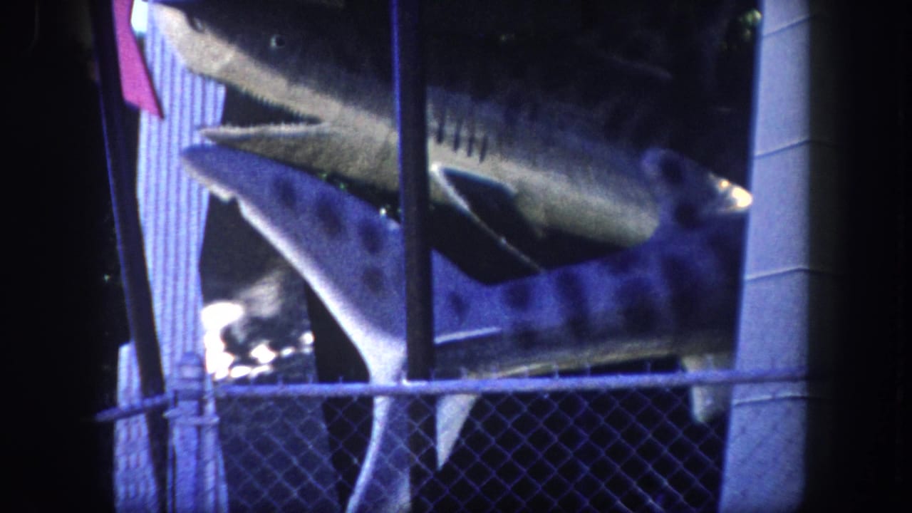 Two shark display sculptures behind chain-link fence at a Florida roadside attraction, circa 1960; pennant flags and corrugated building facade visible behind concrete structural column.