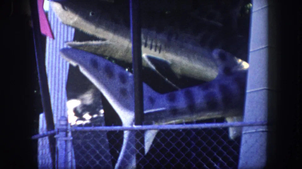 Two shark display sculptures behind chain-link fence at a Florida roadside attraction, circa 1960; pennant flags and corrugated building facade visible behind concrete structural column.