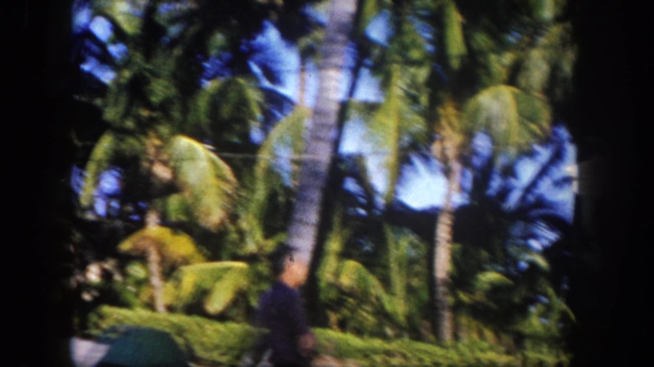 Pan across tropical coconut palms and open sky, Tampa area Florida, circa 1960, with figure in dark clothing at lower frame.