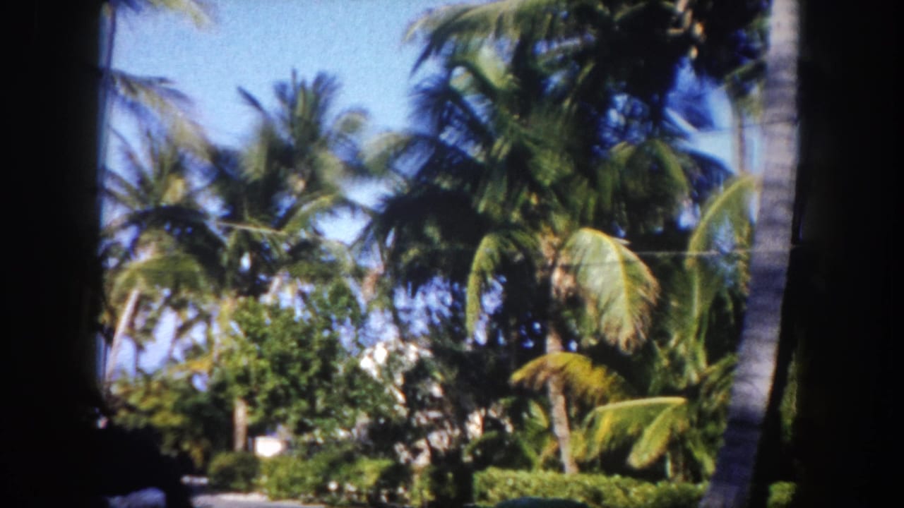 Tropical palm grove with low hedges and partial structure, Tampa area Florida, circa 1960, 8mm color.