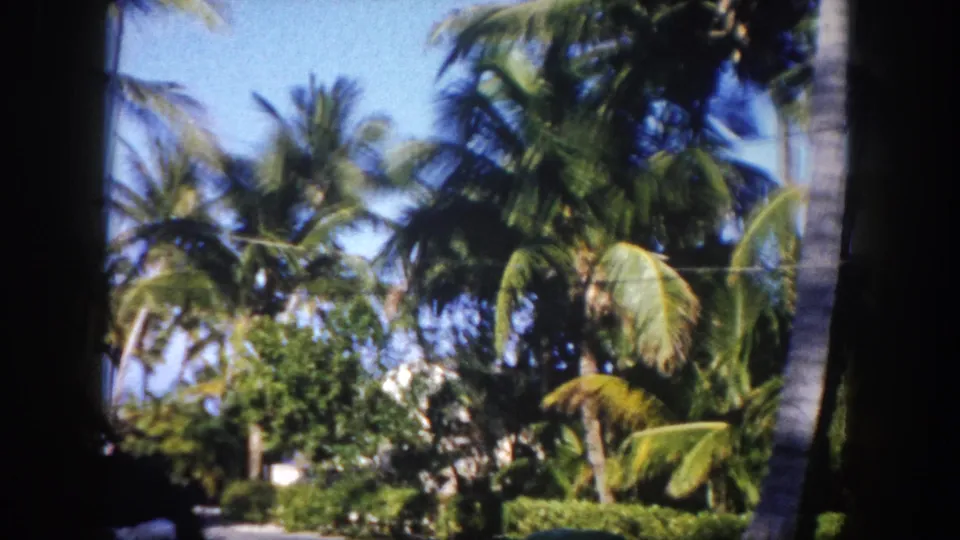 Tropical palm grove with low hedges and partial structure, Tampa area Florida, circa 1960, 8mm color.