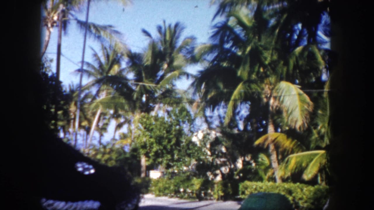 Tropical palm-lined residential street seen through a dark vignette frame, with low shrubs and a clear blue sky overhead.