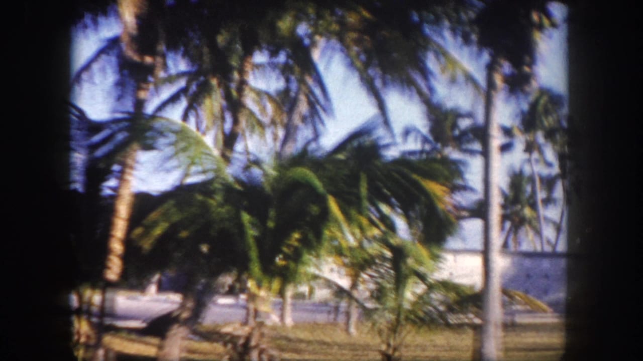 8mm home movie frame circa 1960 showing coconut palms against a clear Florida sky, with a low flat-roofed structure visible at the lower edge.