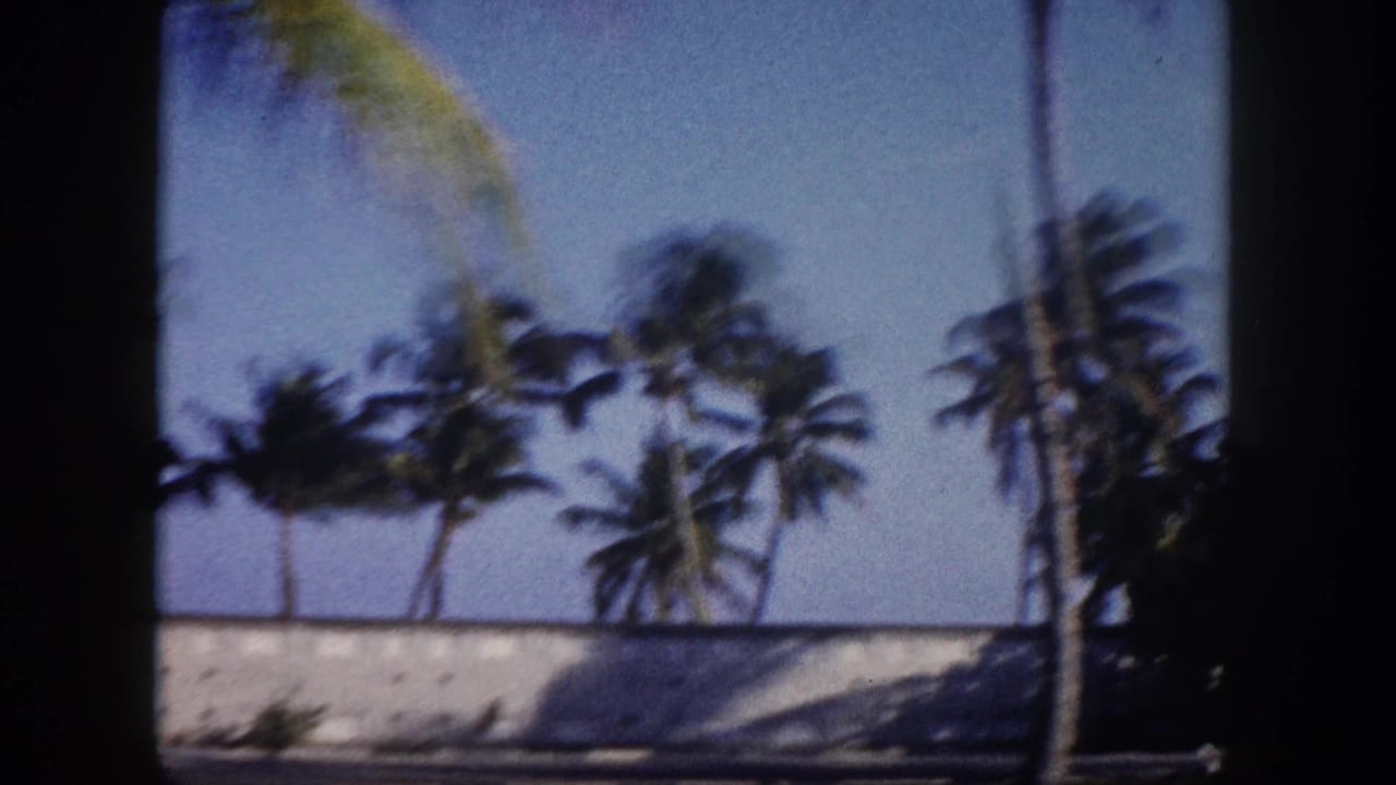 8mm footage circa 1960 showing tall coconut palms against a clear Florida sky, with a white wall or low roofline at the lower frame edge.
