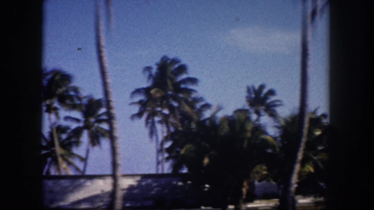 Dense stand of tall coconut palm trees against a clear blue sky, with a low wall at the base of the frame.