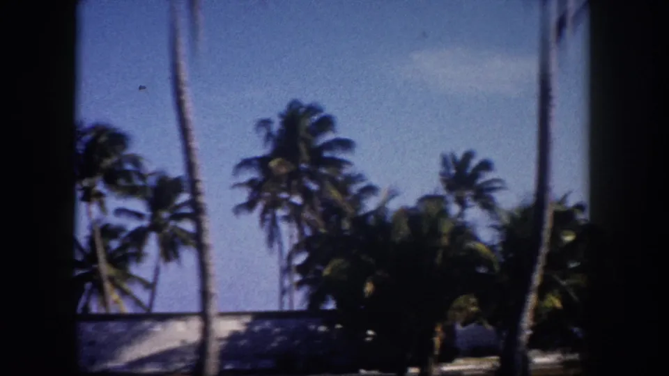 Dense coconut palms crowd the frame against clear blue sky in what appears to be a 1960s Florida residential neighborhood, shot on 8mm film.